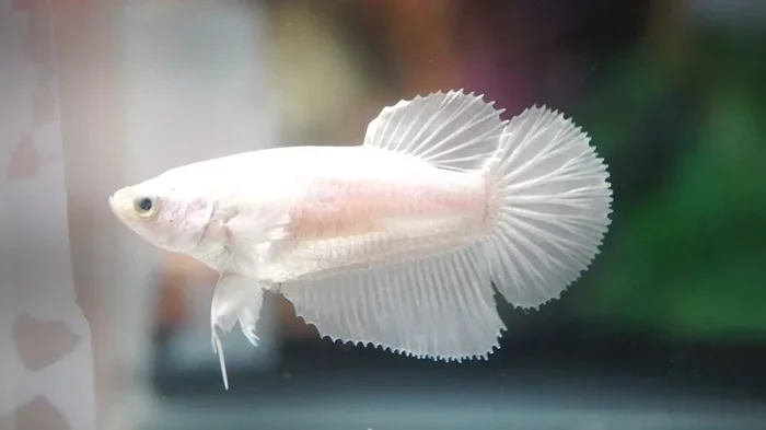 Is White Betta Fish a Girl