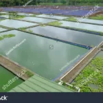Is 100 Sq Yard Better for Fish Farm