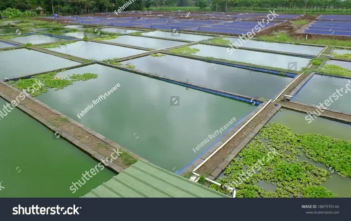 Is 100 Sq Yard Better for Fish Farm