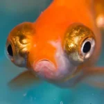 How to Treat a Non Betta Fish with Popeye