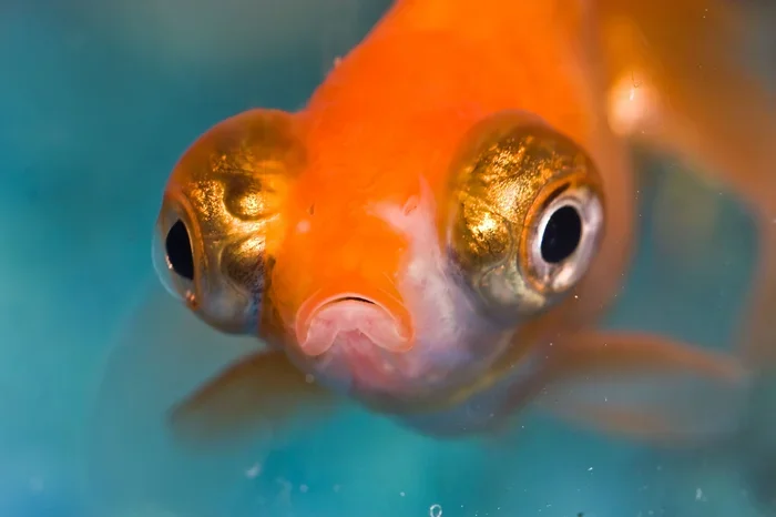 How to Treat a Non Betta Fish with Popeye
