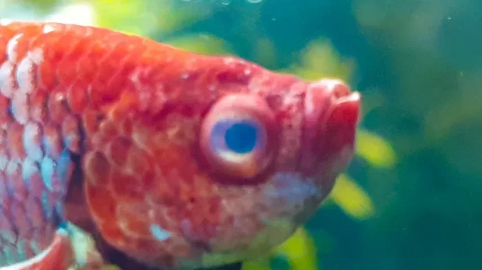 What Causes a Betta Fish's Eyes to Get Foggy