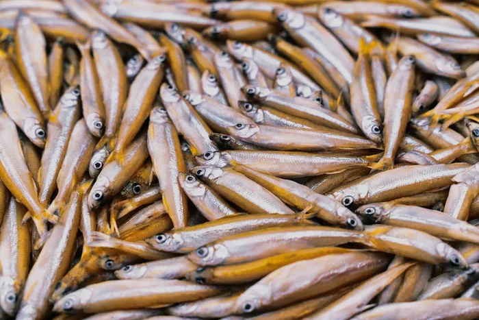 How to Make Fish Bait Better