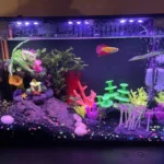 How to Take Care of a Glo Betta Fish