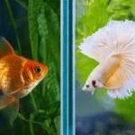 Can a Black Moor Goldfish Live with a Betta Fish