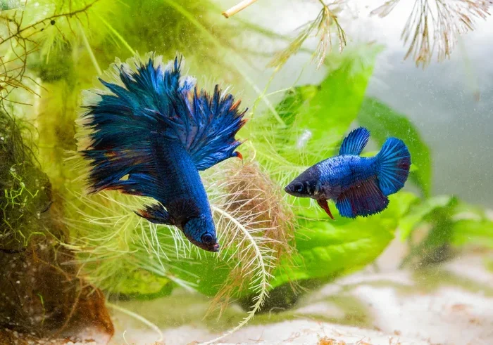 How to Breed a Green Betta Fish
