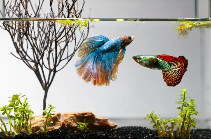 Can You Put Guppies And Betta Fish Together A Clear Guide