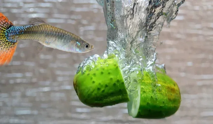 May You Feed Guppy Fish Betta Bits