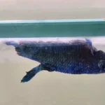 How to Revive a Half Dead Betta Fish