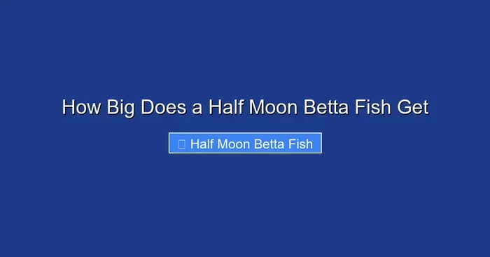How Big Does a Half Moon Betta Fish Get