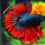How to Care for a Half Moon Betta Fish