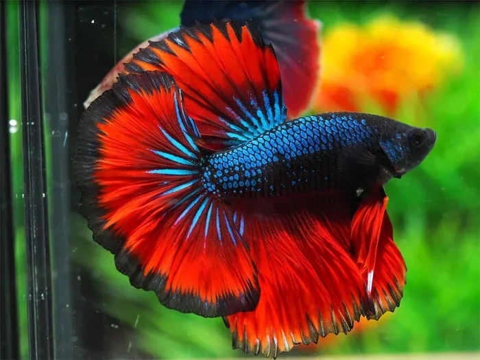 How to Care for a Half Moon Betta Fish