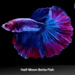 How Long Do Halfmoon Betta Fish Live