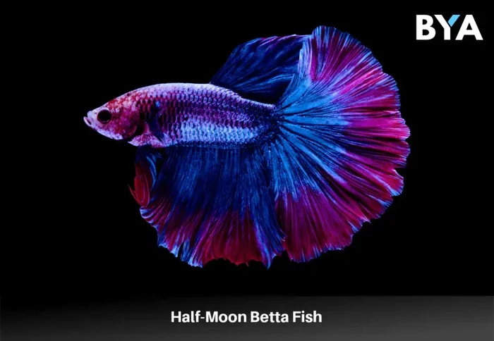 How Long Do Halfmoon Betta Fish Live