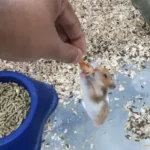 Is Betta Fish Food Safe for My Hamster to Eat