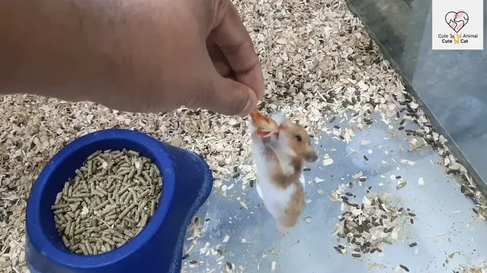 Is Betta Fish Food Safe for My Hamster to Eat