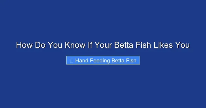 How Do You Know If Your Betta Fish Likes You