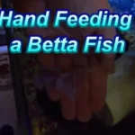 How to Show Betta Fish Love