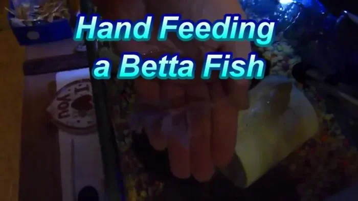 How to Show Betta Fish Love