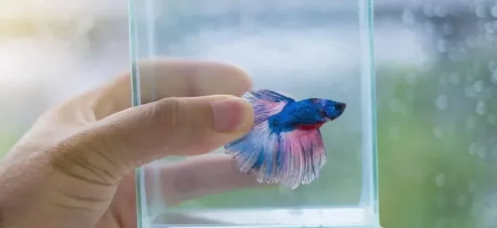How to Pet Your Betta Fish