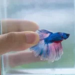 Is It Okay to Pet a Betta Fish