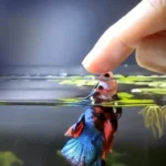 Can You Touch Betta Fish Safely and Understand Their Needs