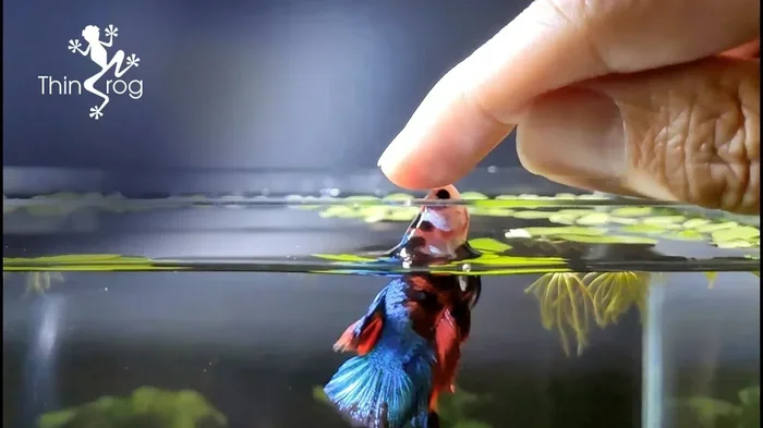 Can You Touch Betta Fish Safely and Understand Their Needs