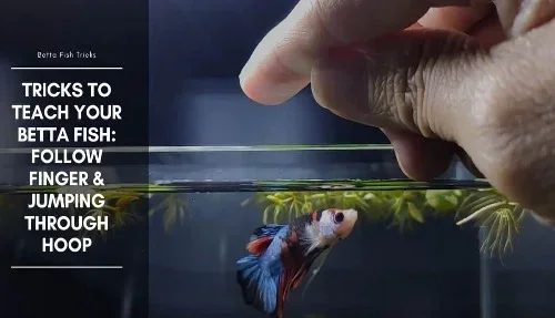 How to Train Your Betta Fish to Recognize You