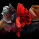 Are Betta Fish Good Pets