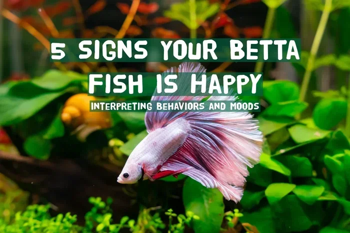 How to Tell a Happy Betta Fish
