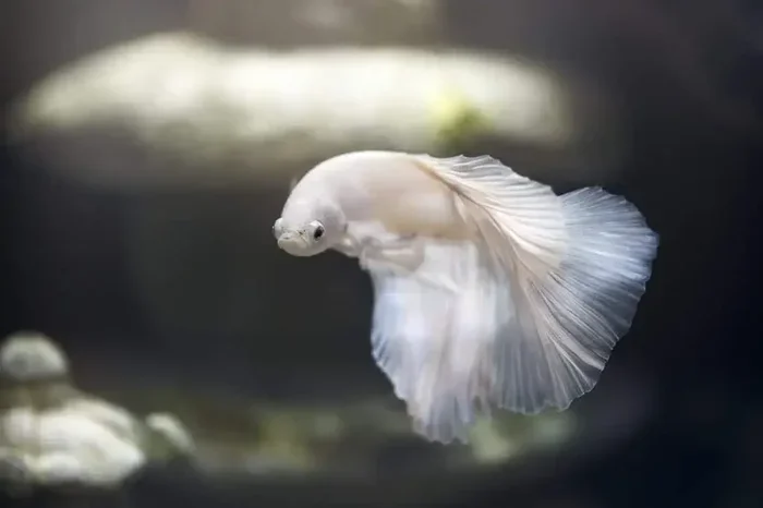 How to Tell When Your Betta Fish Is Happy