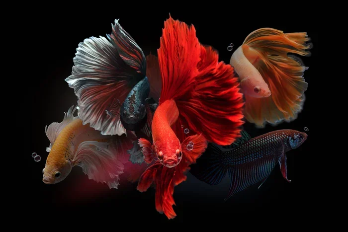 Are Betta Fish Good Pets