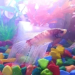 How Can You Make a Betta Fish Happy