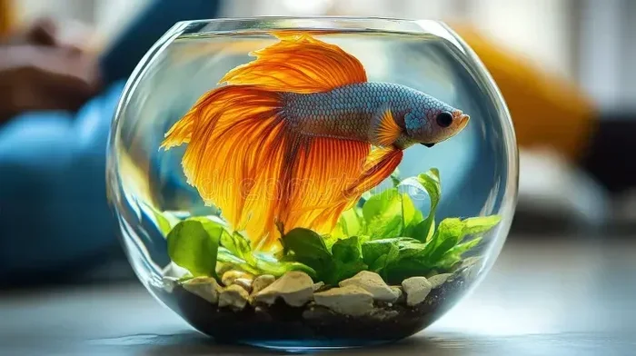 How Can U Tell If a Betta Fish Is Happy