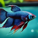 How to Make My Female Betta Fish Happy