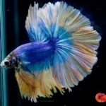 Is My Male Betta Fish Happy