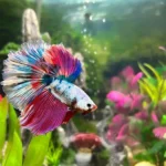 How to Make Male Betta Fish Happy