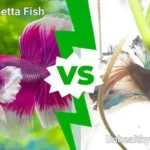 How to Stop a Betta Fish from Dying