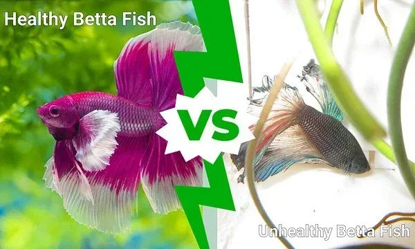 How to Stop a Betta Fish from Dying