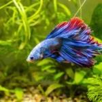 How to Raise Healthy Betta Fish