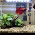Is Calcium Good for Betta Fish