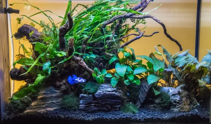How Long Do Healthy Betta Fish Live