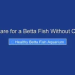 How to Care for a Betta Fish Without Chemicals