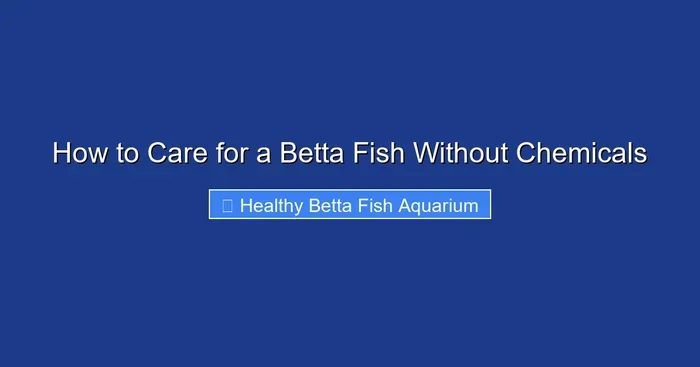 How to Care for a Betta Fish Without Chemicals