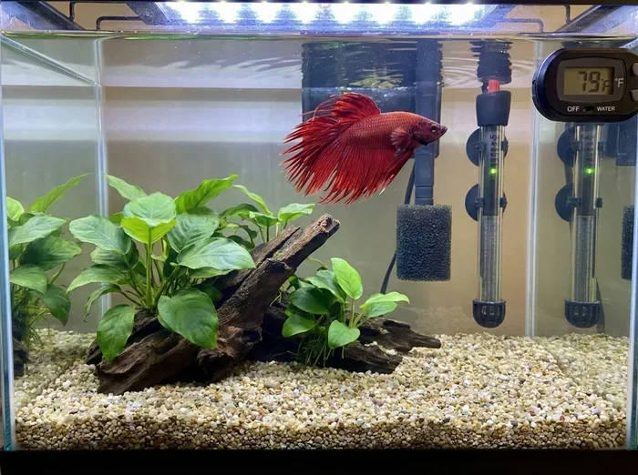 How to Make My Betta Fish Poop