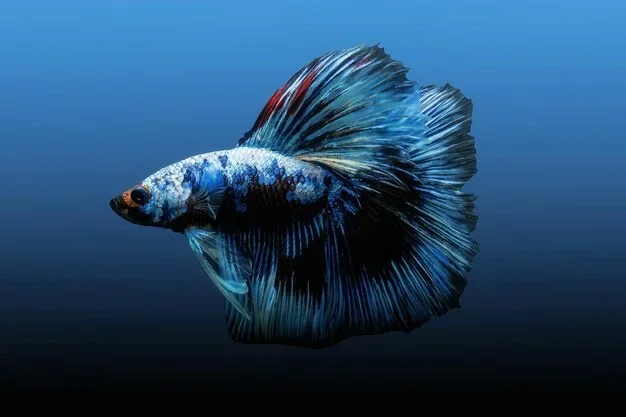 How to Bring Your Betta Fish Back to Life