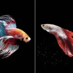 How to Prevent Betta Fish Fin Rot