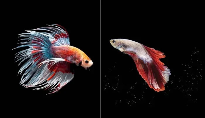 How to Prevent Betta Fish Fin Rot