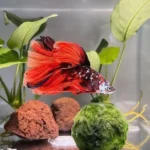 How Long Do Tetra Betta Fish Live