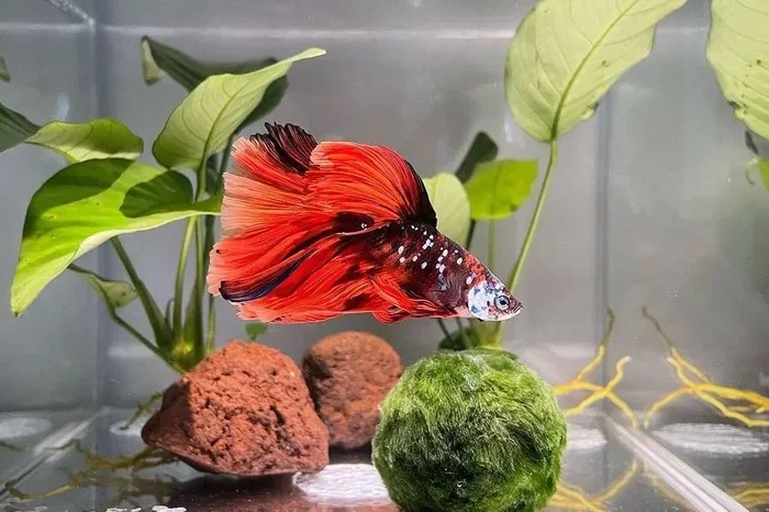 How Long Do Tetra Betta Fish Live
